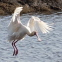 African Spoonbill